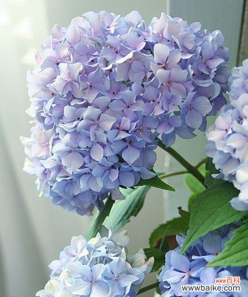 探寻蓝色绣球花的深刻寓意 蓝色绣球花的寓意与象征意义