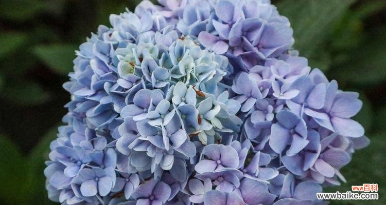 美丽的绣球花与幸福的神话传说 蓝色绣球花——传说中的幸福之花