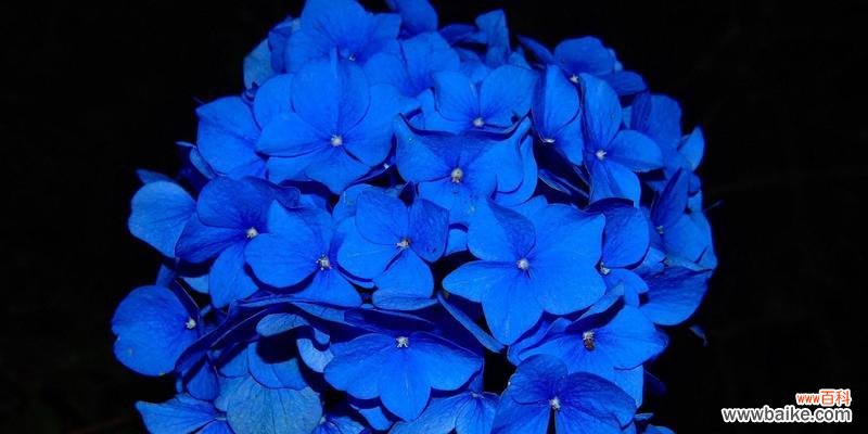 美丽的绣球花与幸福的神话传说 蓝色绣球花——传说中的幸福之花