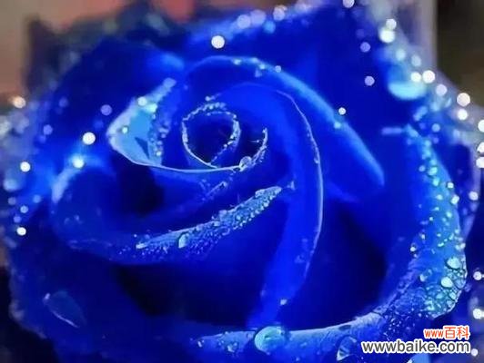 探秘蓝色妖姬的含义及其与鲜花之间的联系 蓝色妖姬