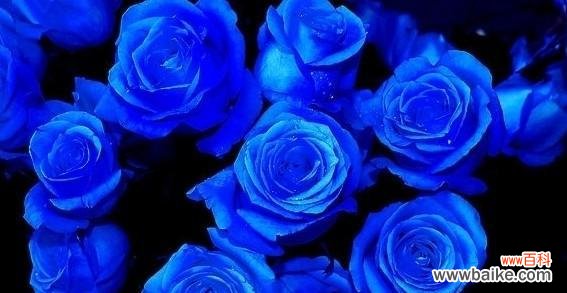 探秘蓝色妖姬的含义及其与鲜花之间的联系 蓝色妖姬