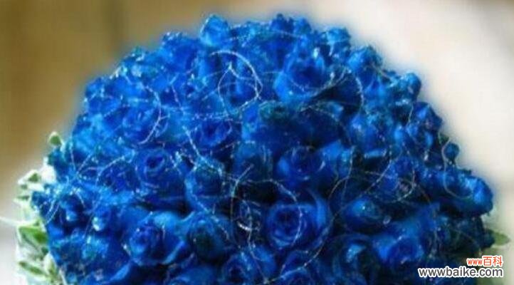 探索蓝色妖姬的花语之旅 《花语之美——九朵蓝色妖姬的神秘意义》