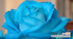 探索蓝色妖姬的花语之旅 《花语之美——九朵蓝色妖姬的神秘意义》