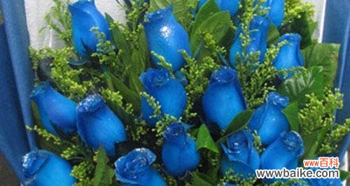 揭开蓝色妖姬花的神秘面纱 蓝色妖姬