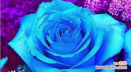 揭示蓝色妖姬的秘密花语与象征意义 蓝色妖姬的花语与象征——探索这一神秘的花卉世界