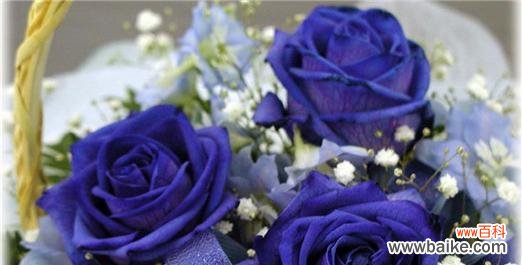 揭示蓝色妖姬的秘密花语与象征意义 蓝色妖姬的花语与象征——探索这一神秘的花卉世界