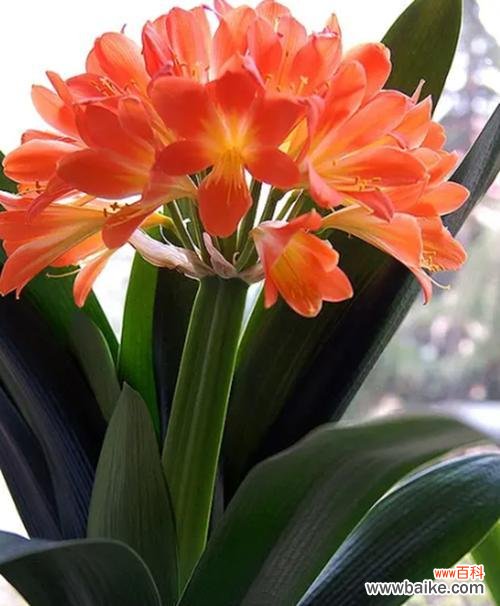 象征不屈的植物有哪些?它们各自代表什么含义?