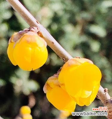 象征不屈的植物有哪些?它们各自代表什么含义?