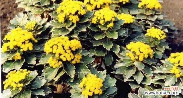 象征不屈的植物有哪些?它们各自代表什么含义?