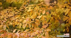 象征传承的植物有哪些？它们的含义和用途是什么？