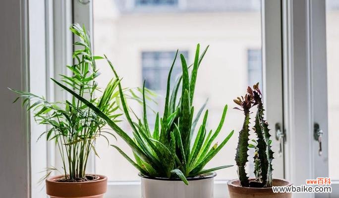 象征传承的植物有哪些?它们的含义和用途是什么?