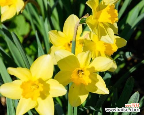 春天象征性植物有哪些?如何识别和利用它们?