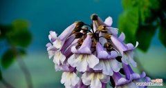 春天象征性植物有哪些？如何识别和利用它们？