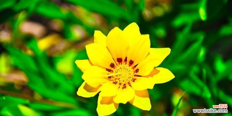 春天象征性植物有哪些?如何识别和利用它们?