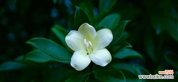 象征纯洁爱情的植物有哪些?它们的花语是什么?