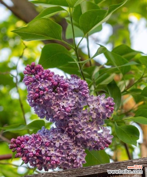 象征纯洁的植物有哪些?它们各自代表什么含义?