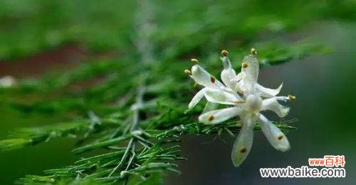 象征纯洁的植物有哪些?它们各自代表什么含义?