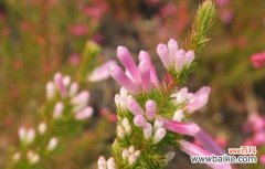 象征独立勇敢的植物有哪些？它们各自代表什么含义？