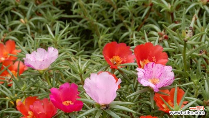 象征独立勇敢的植物有哪些?它们各自代表什么含义?