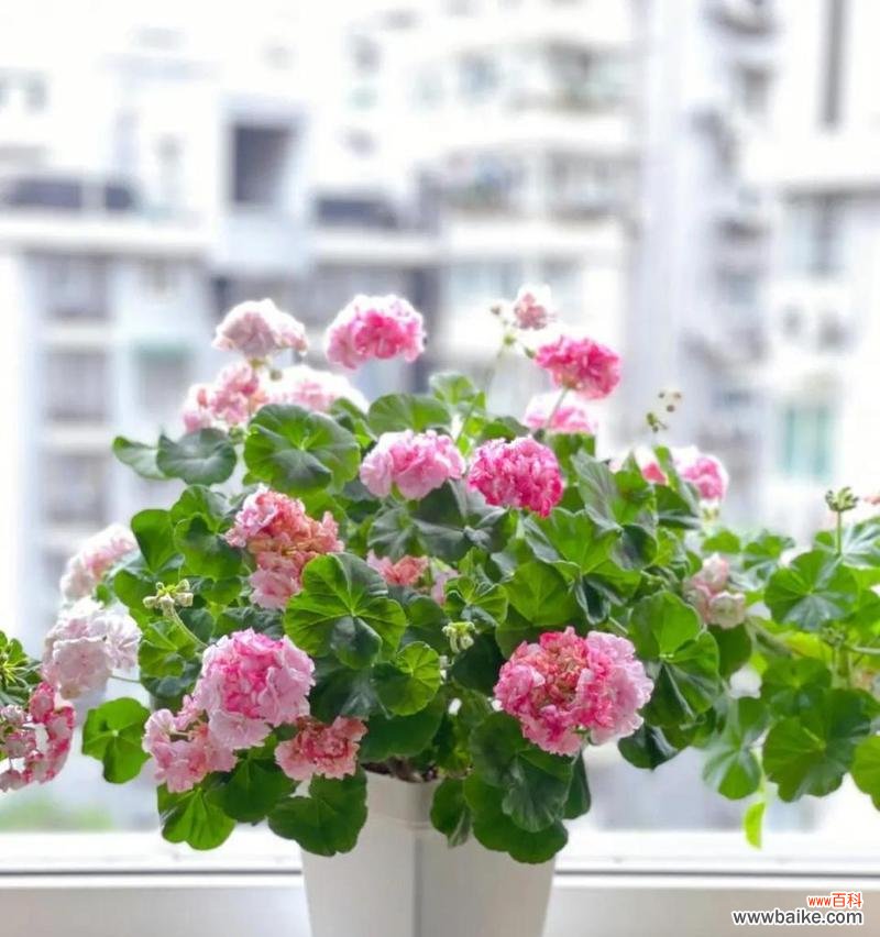 象征独立勇敢的植物有哪些?它们各自代表什么含义?