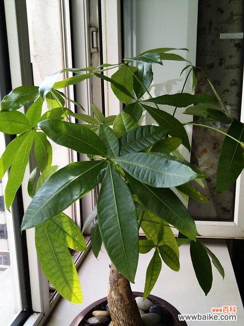 象征富贵的植物有哪些?它们的寓意和特点是什么?