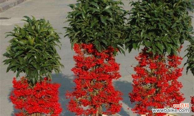 象征富贵的植物有哪些?它们的寓意和特点是什么?