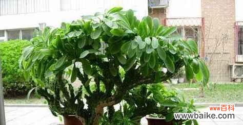 象征父母的植物有哪些？它们各自代表什么意义？