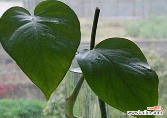 象征父母的植物有哪些？它们各自代表什么意义？