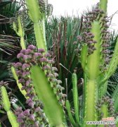 象征独立自由的植物有哪些？它们各自代表什么含义？