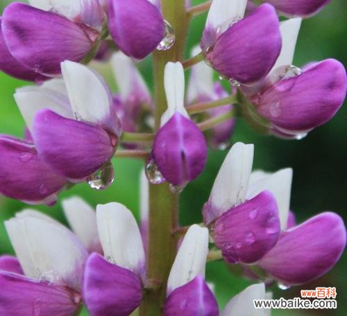 象征父爱的植物有哪些?它们各自代表什么含义?