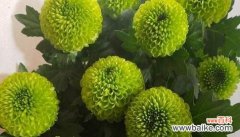 象征高洁的植物有哪些？它们各自代表什么含义？