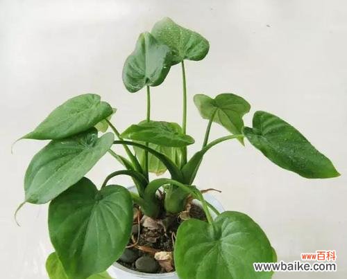 象征革命精神的植物有哪些?它们各自代表了什么含义?