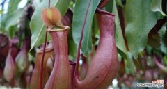 象征革命精神的植物有哪些？它们各自代表了什么含义？