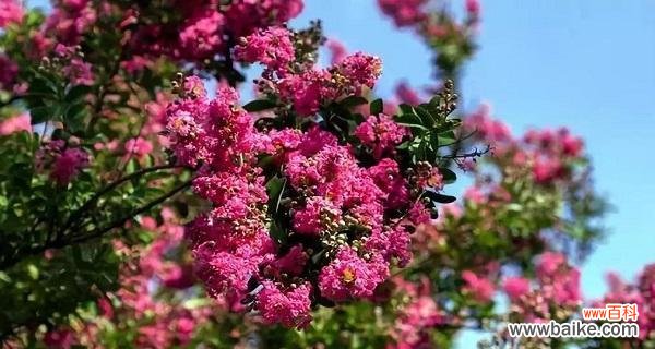 象征革命精神的植物有哪些?它们各自代表了什么含义?