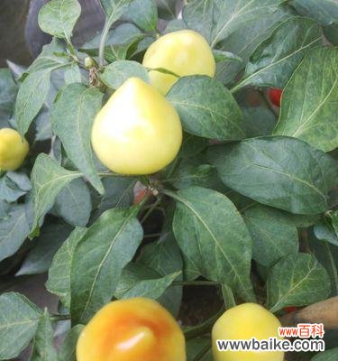 象征公平正义的植物有哪些？它们各自代表什么含义？