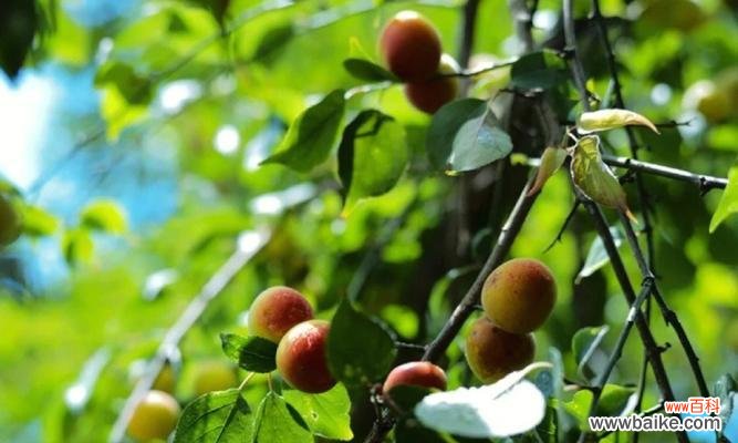 象征公平正义的植物有哪些？它们各自代表什么含义？