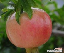 象征公平正义的植物有哪些？它们各自代表什么含义？