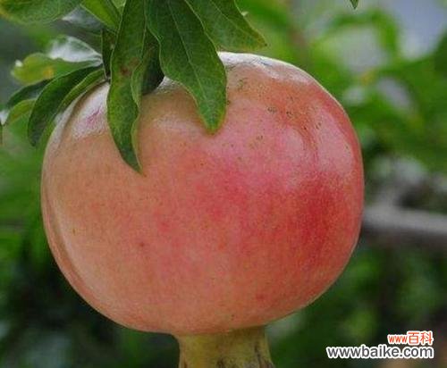 象征公平正义的植物有哪些？它们各自代表什么含义？