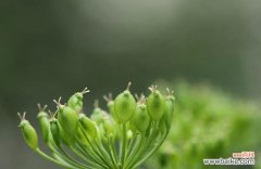 哪些植物象征孤独？它们的含义是什么？