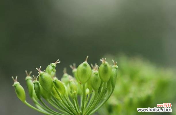 哪些植物象征孤独?它们的含义是什么?