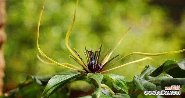 哪些植物象征孤独?它们的含义是什么?