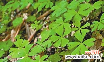 哪些植物象征孤独?它们的含义是什么?