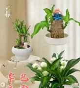 象征好运的植物有哪些？如何在家中摆放以招财纳福？