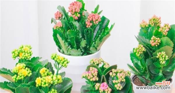 象征好运的植物有哪些?如何在家中摆放以招财纳福?