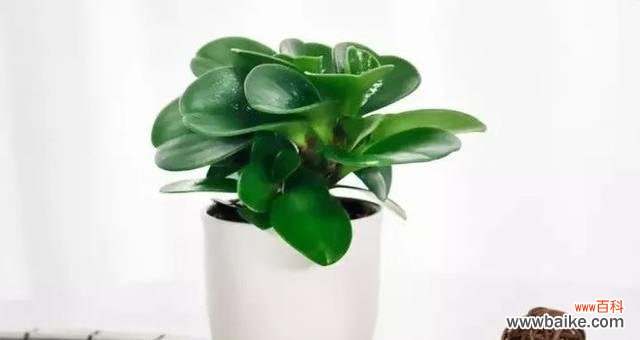 象征好运的植物有哪些?如何在家中摆放以招财纳福?