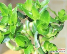 象征好运转运的植物有哪些？如何正确养护它们？