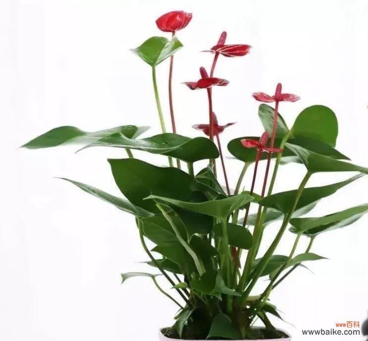 象征好运转运的植物有哪些?如何正确养护它们?