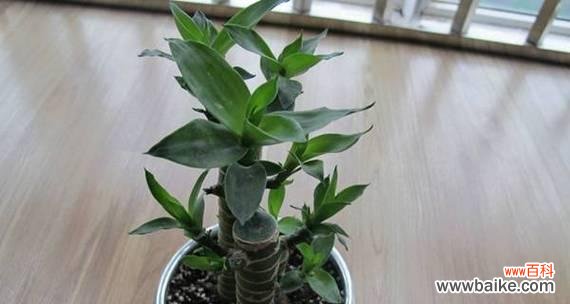 象征好运转运的植物有哪些?如何正确养护它们?