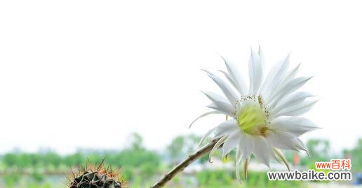 象征和平的植物有哪些?它们各自代表什么含义?