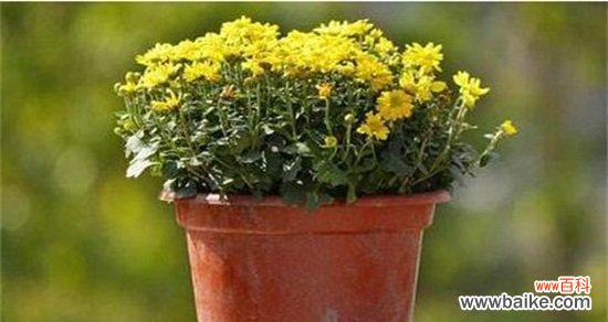 象征和平的植物有哪些?它们各自代表什么含义?